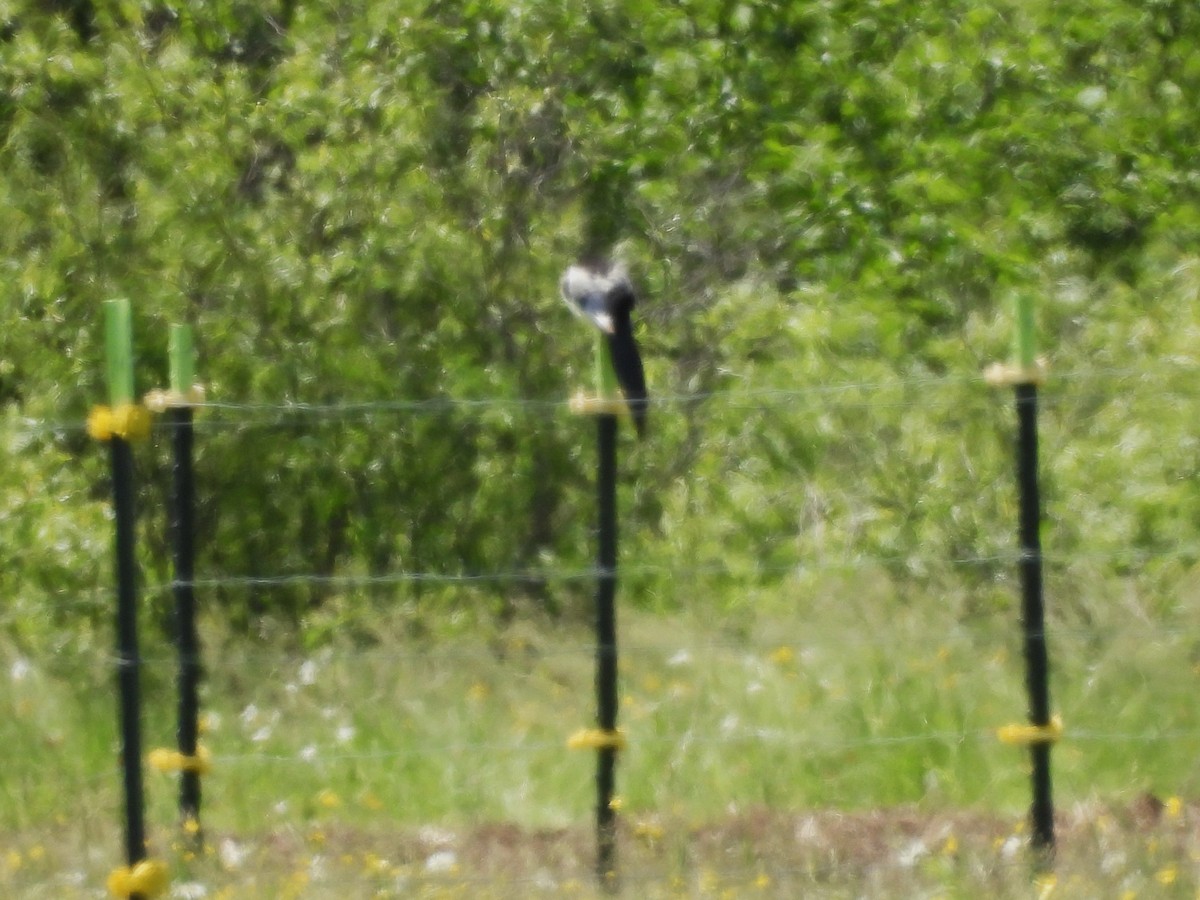 Black-billed Magpie - ML620628434