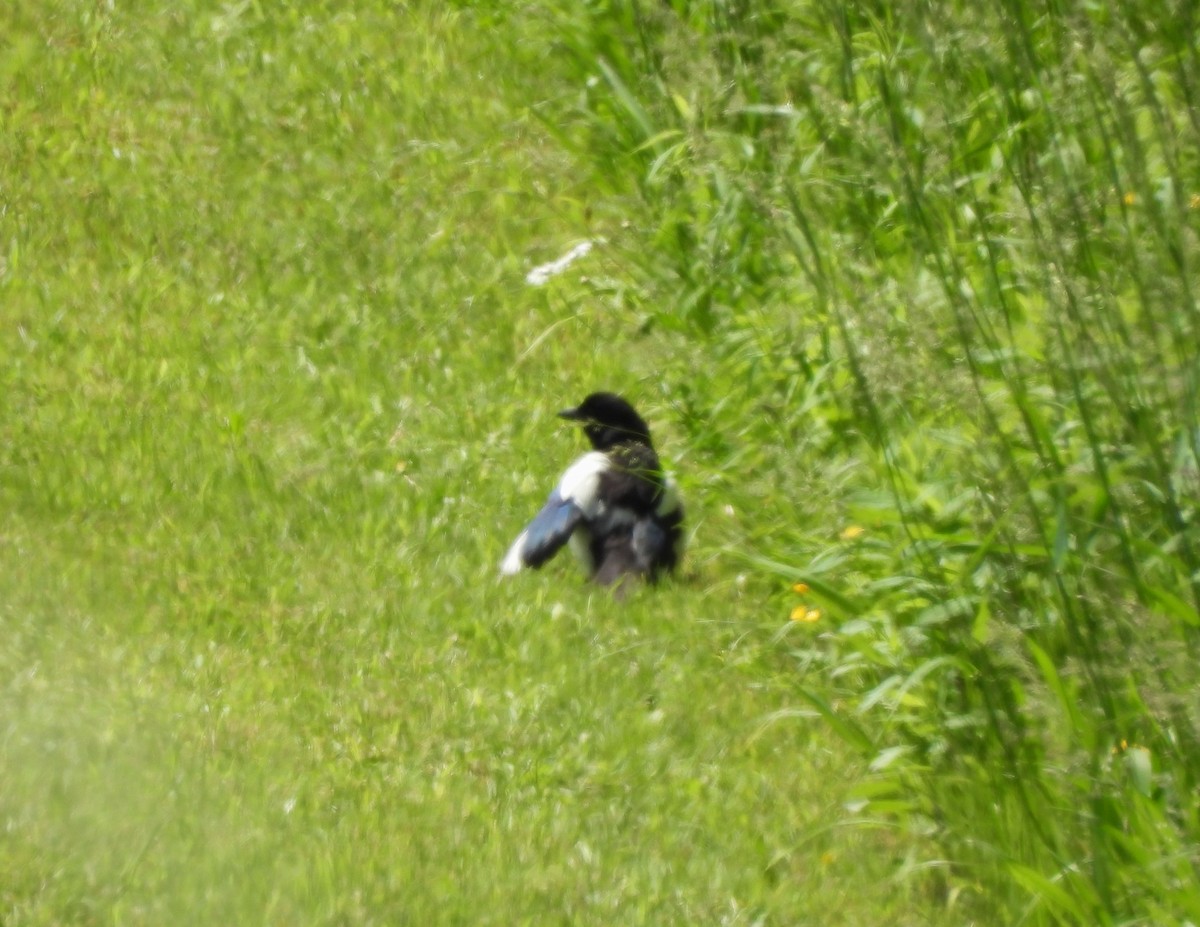 Black-billed Magpie - ML620628435