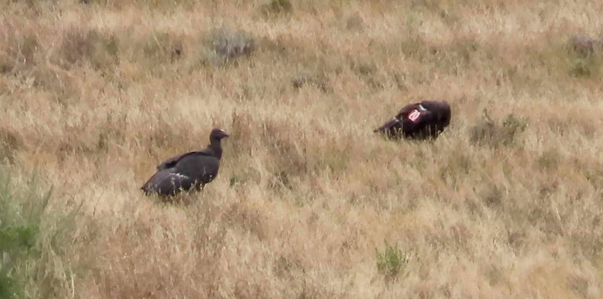 California Condor - Petra Clayton