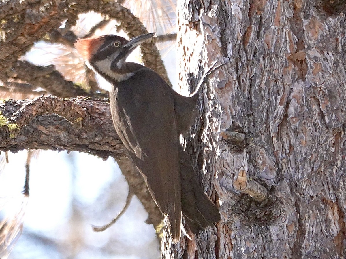 Pileated Woodpecker - ML620628439