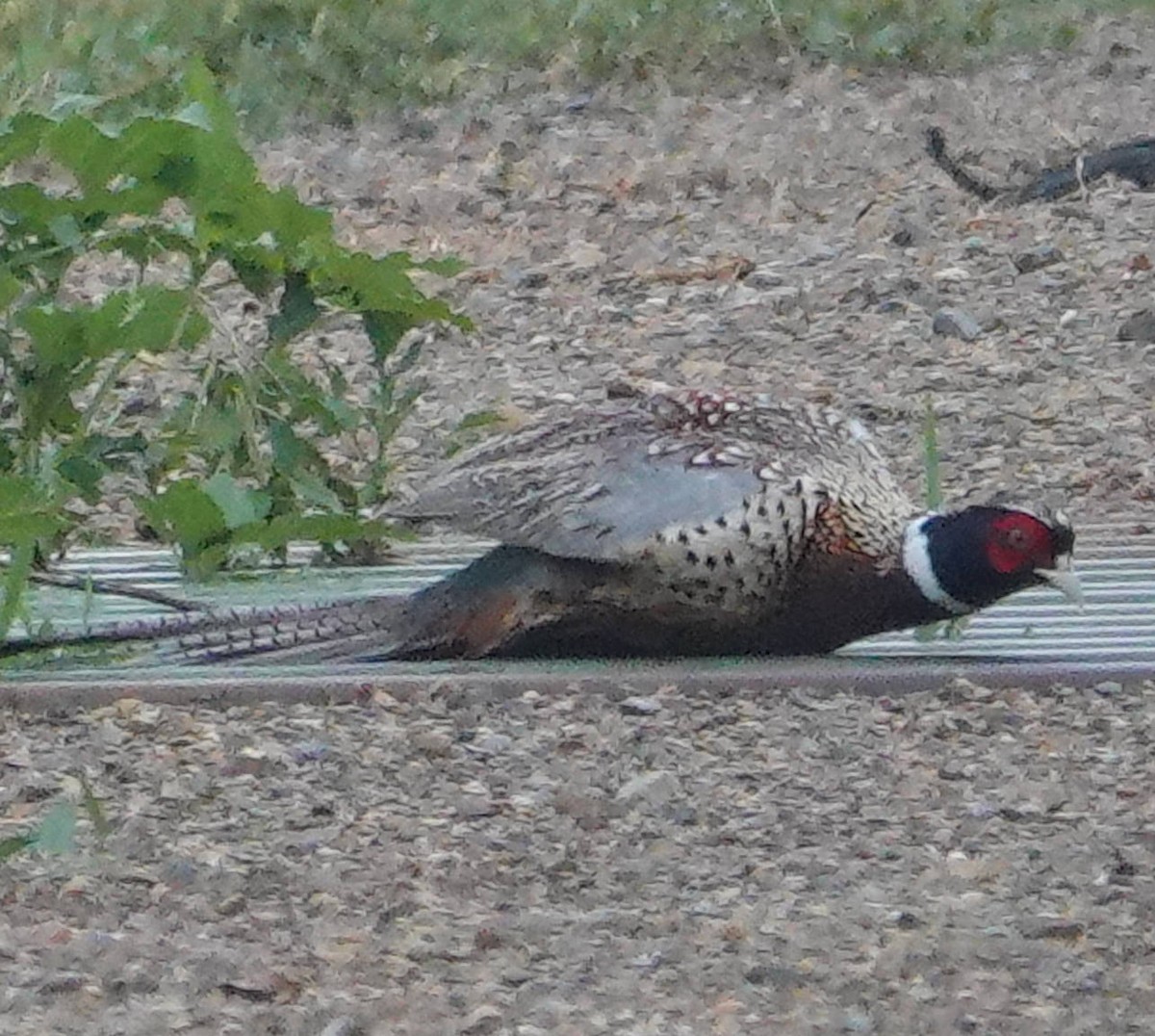 Ring-necked Pheasant - ML620628442