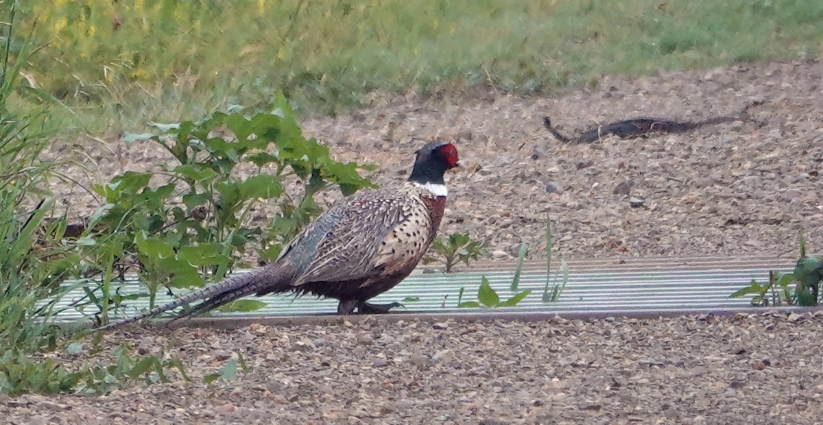 Ring-necked Pheasant - ML620628443