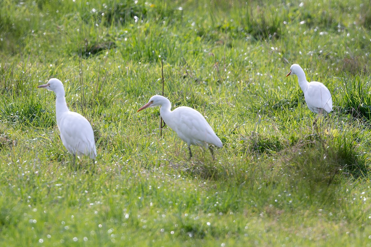 Eastern Cattle Egret - John  Van Doorn