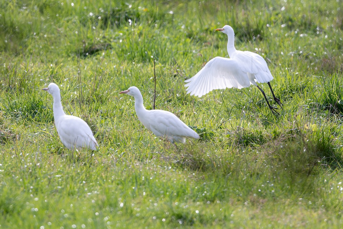 Eastern Cattle Egret - ML620628445