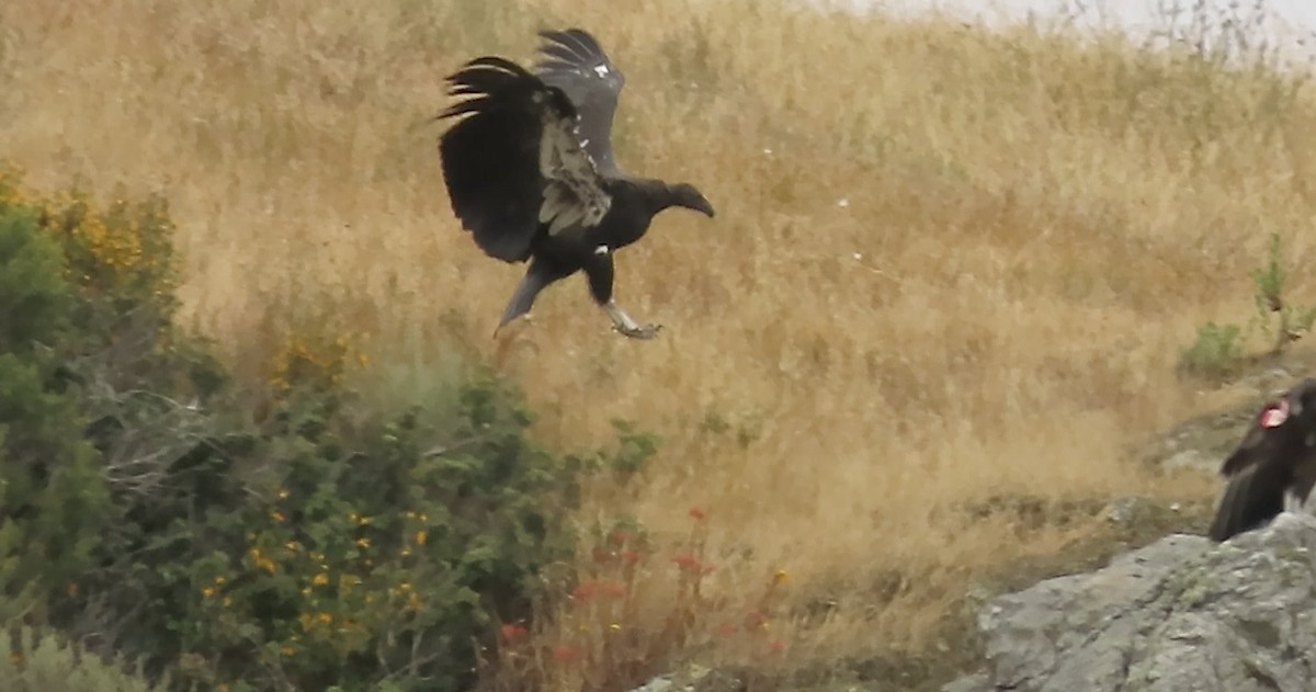 California Condor - Petra Clayton