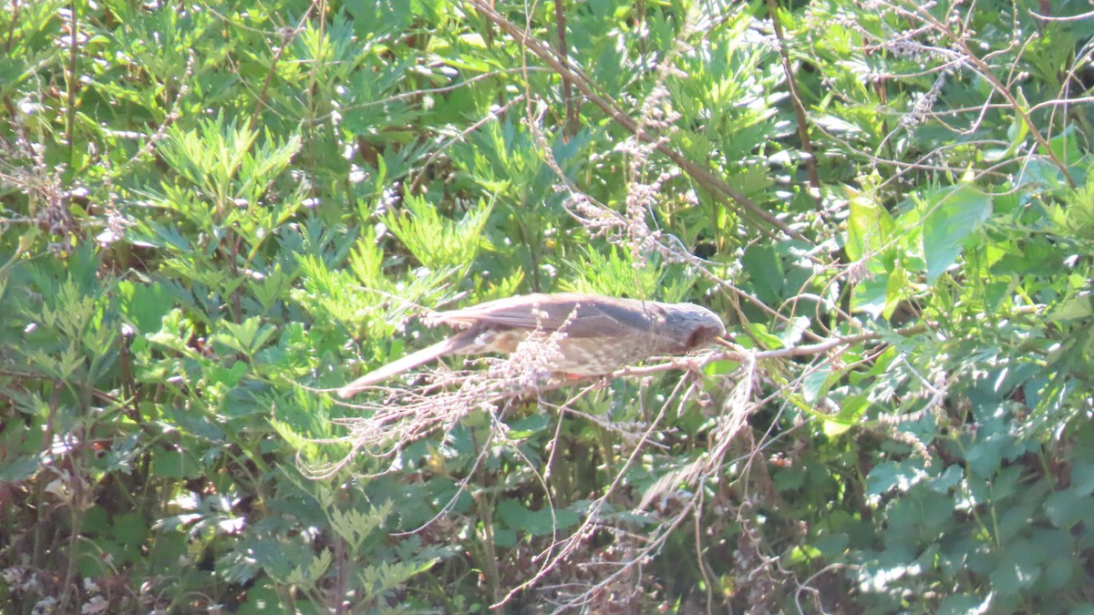 Brown-eared Bulbul - ML620628450