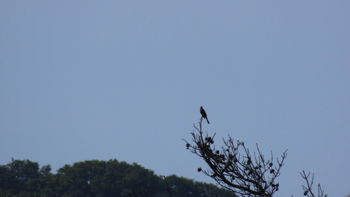 Brown-eared Bulbul - ML620628452