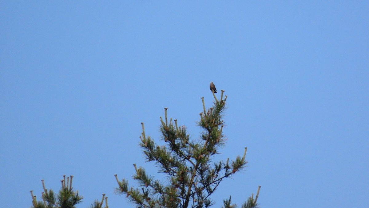 Bulbul Orejipardo - ML620628453