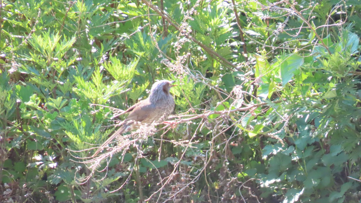 Bulbul à oreillons bruns - ML620628454