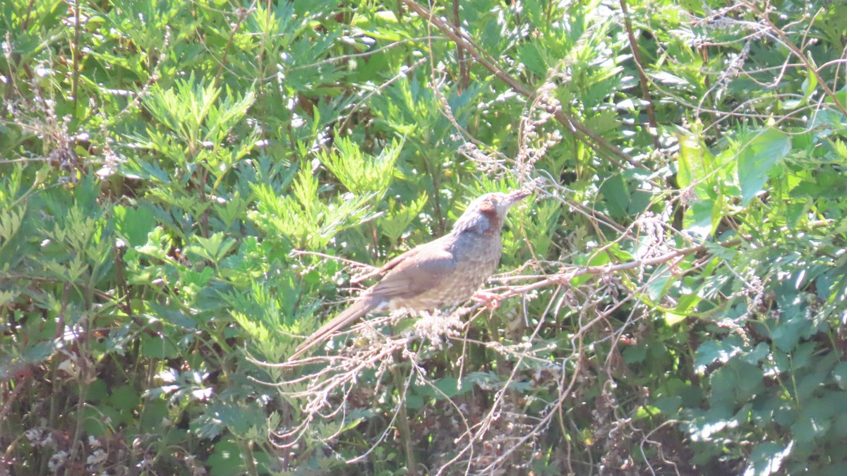 Bulbul à oreillons bruns - ML620628455