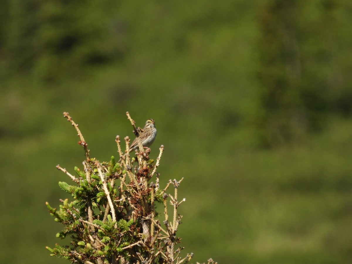 Savannah Sparrow - ML620628456