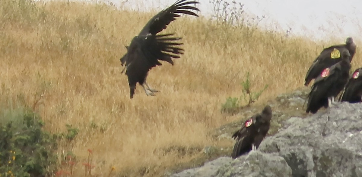 California Condor - Petra Clayton