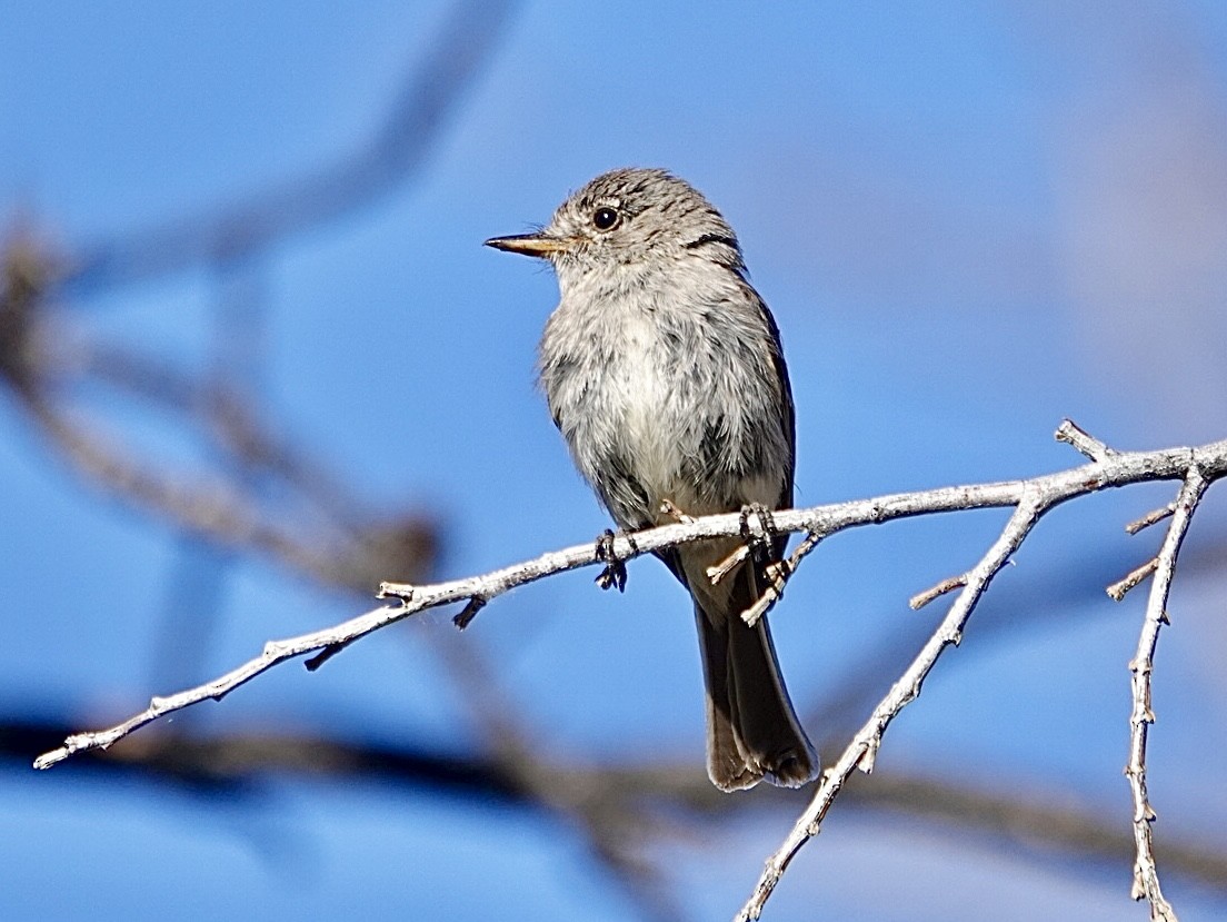 Gray Flycatcher - ML620628458