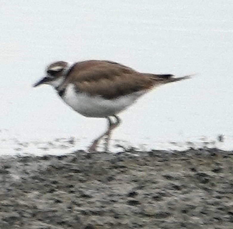 Killdeer - ML620628459