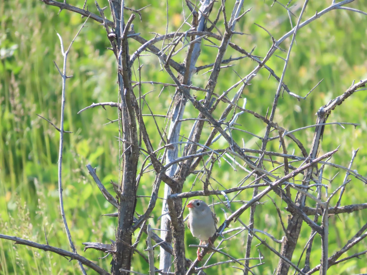 Field Sparrow - ML620628460