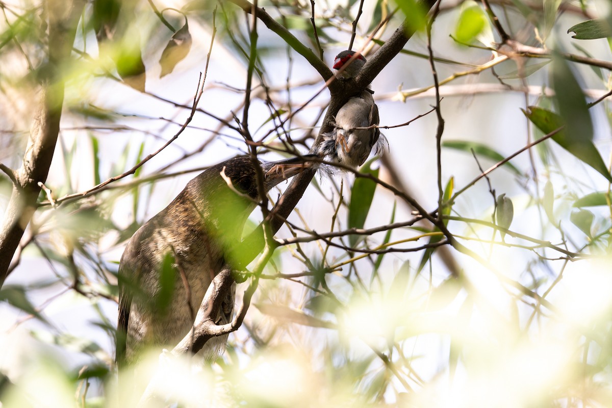 Gray Butcherbird - ML620628461