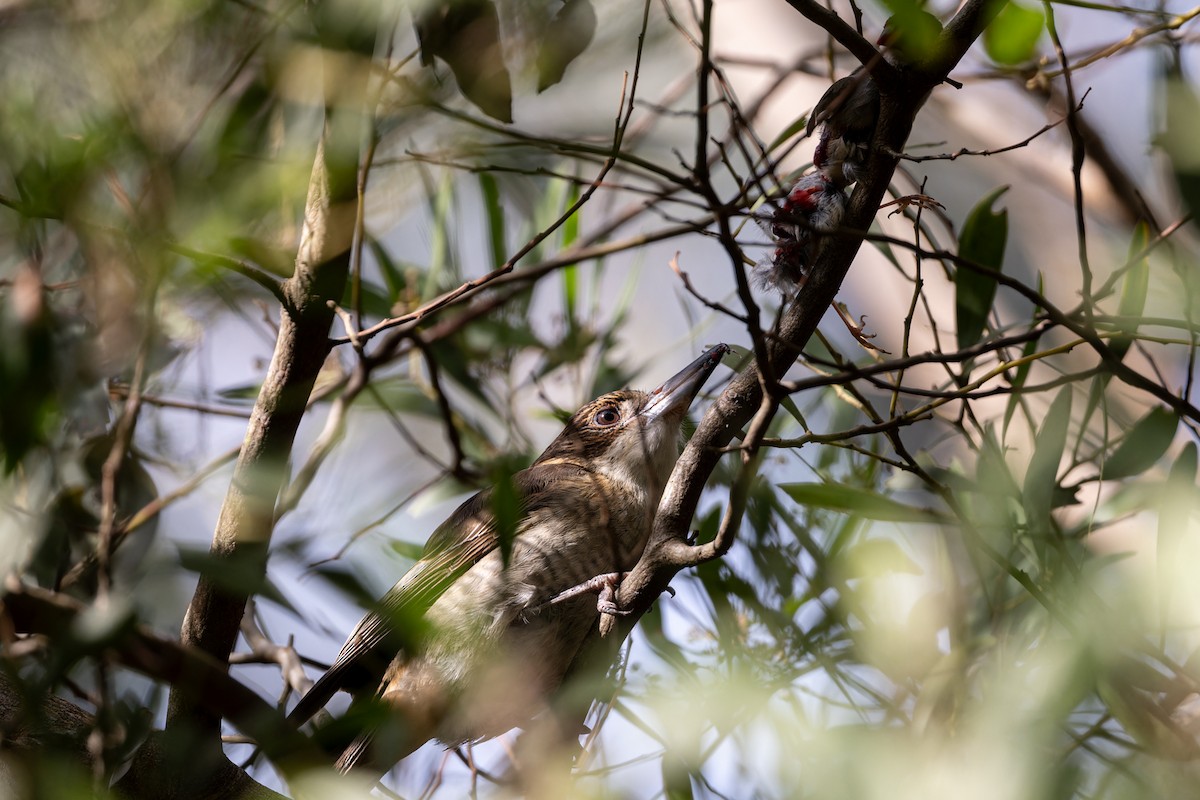 Gray Butcherbird - ML620628462