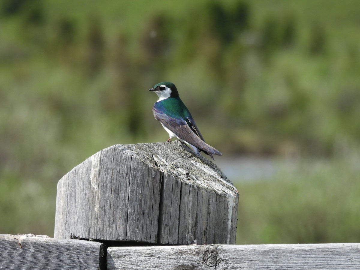 Violet-green Swallow - ML620628464