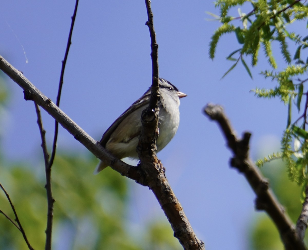White-crowned Sparrow - ML620628465