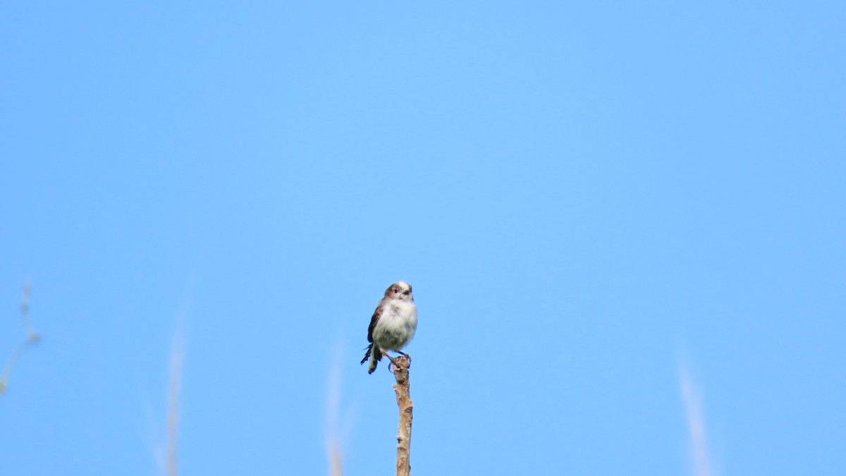 Long-tailed Tit - YUKIKO ISHIKAWA