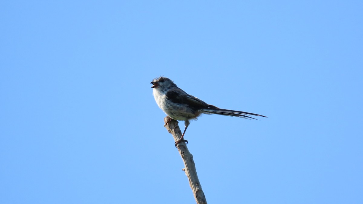 Long-tailed Tit - ML620628481