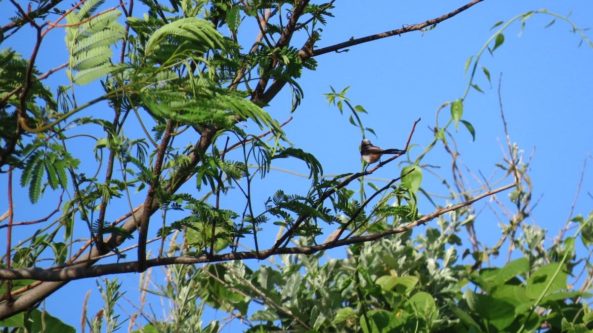 Long-tailed Tit - ML620628482