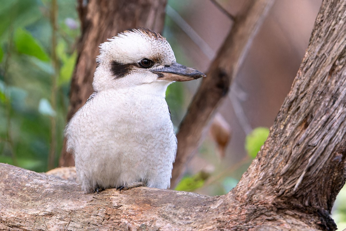 Laughing Kookaburra - ML620628490