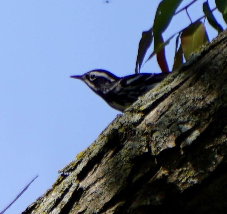 Black-and-white Warbler - ML620628491