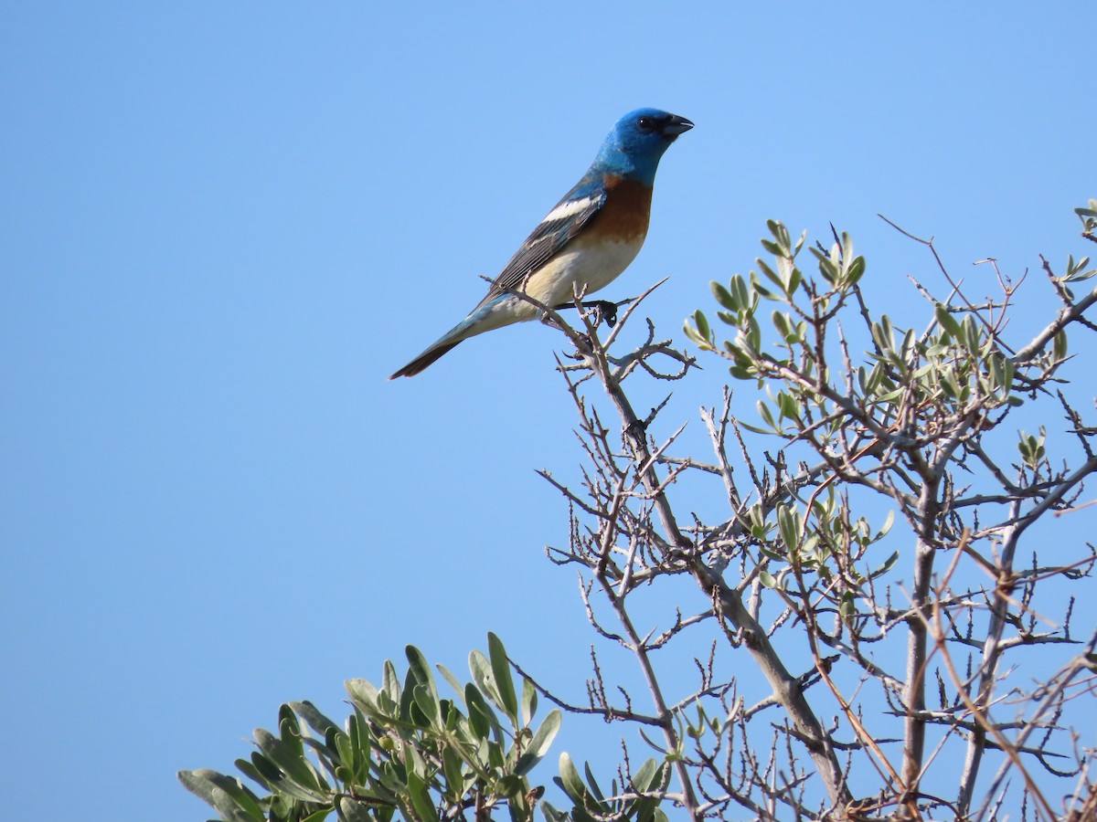 Lazuli Bunting - ML620628493