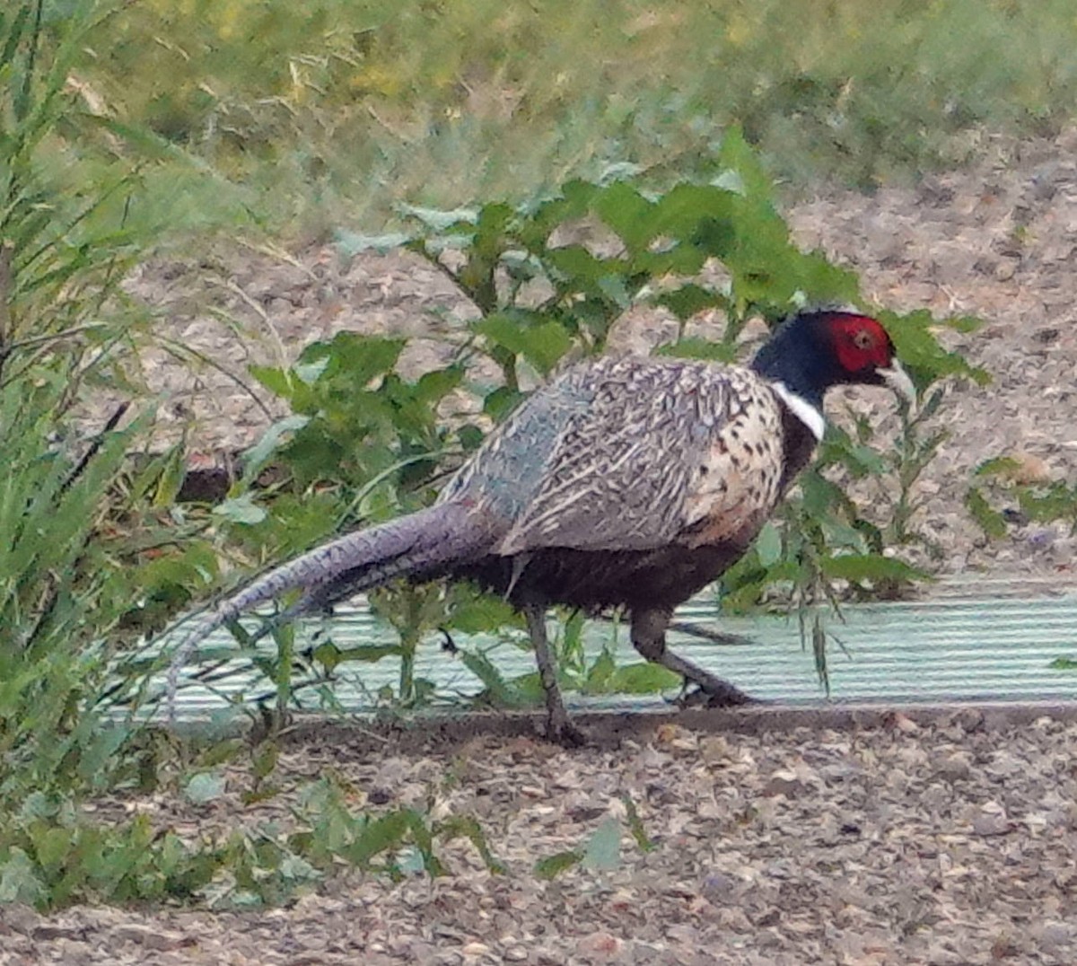 Ring-necked Pheasant - Doug Wassmer