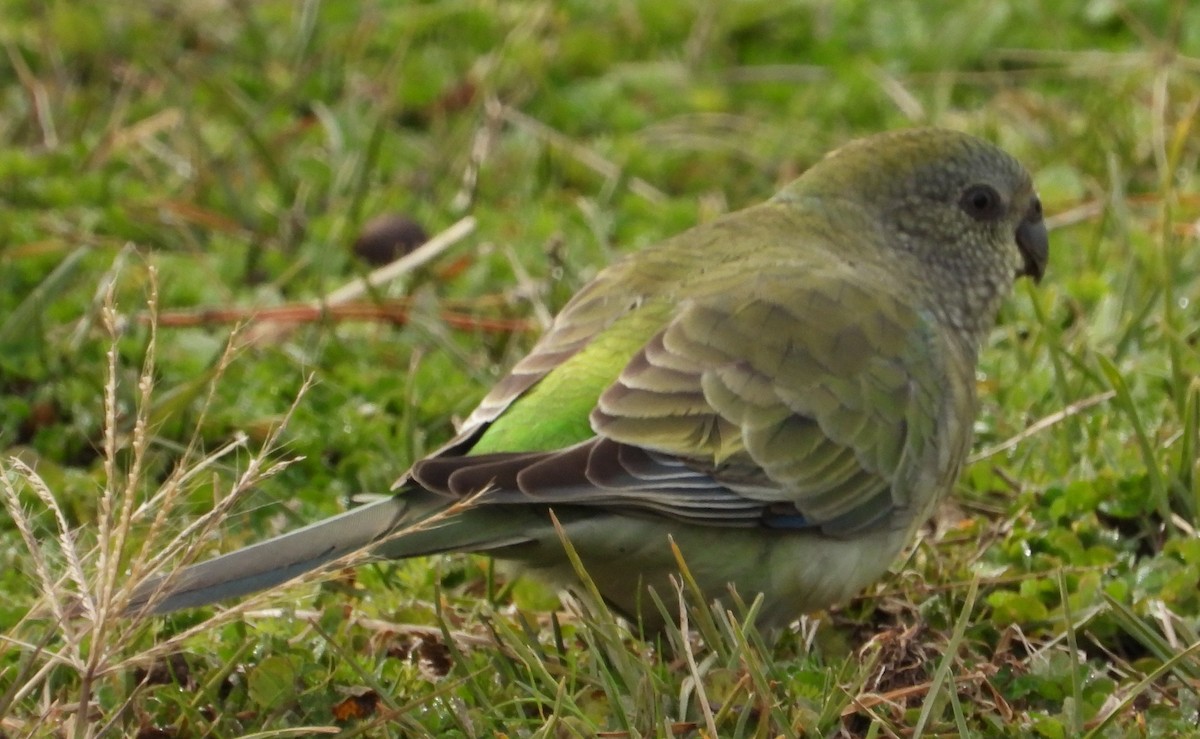 Red-rumped Parrot - ML620628508