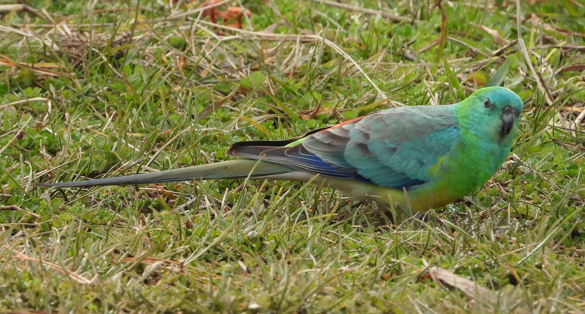 Red-rumped Parrot - ML620628509