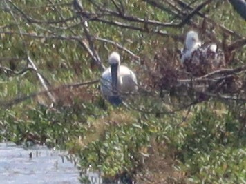 Black-faced Spoonbill - ML620628510