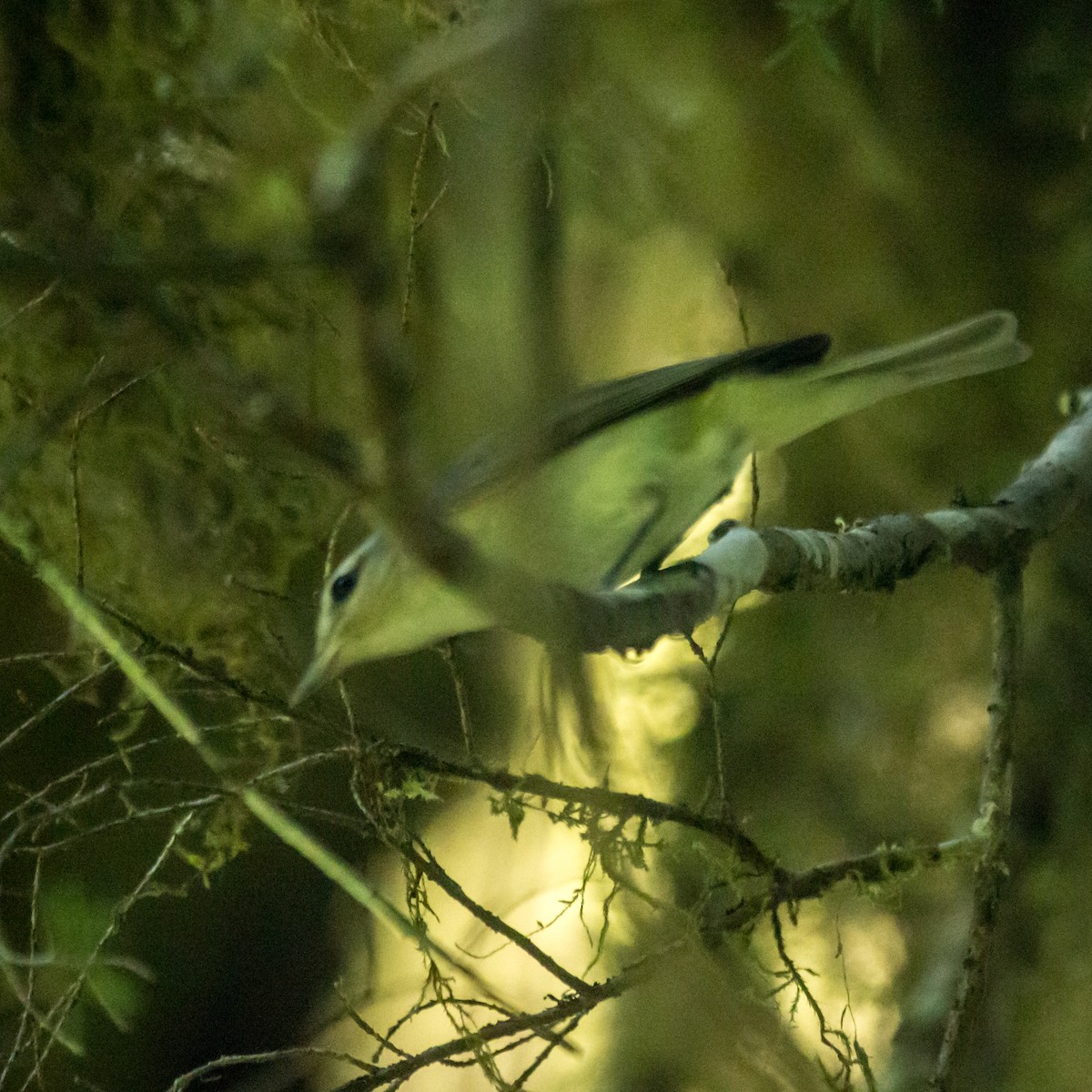 Warbling Vireo - ML620628512