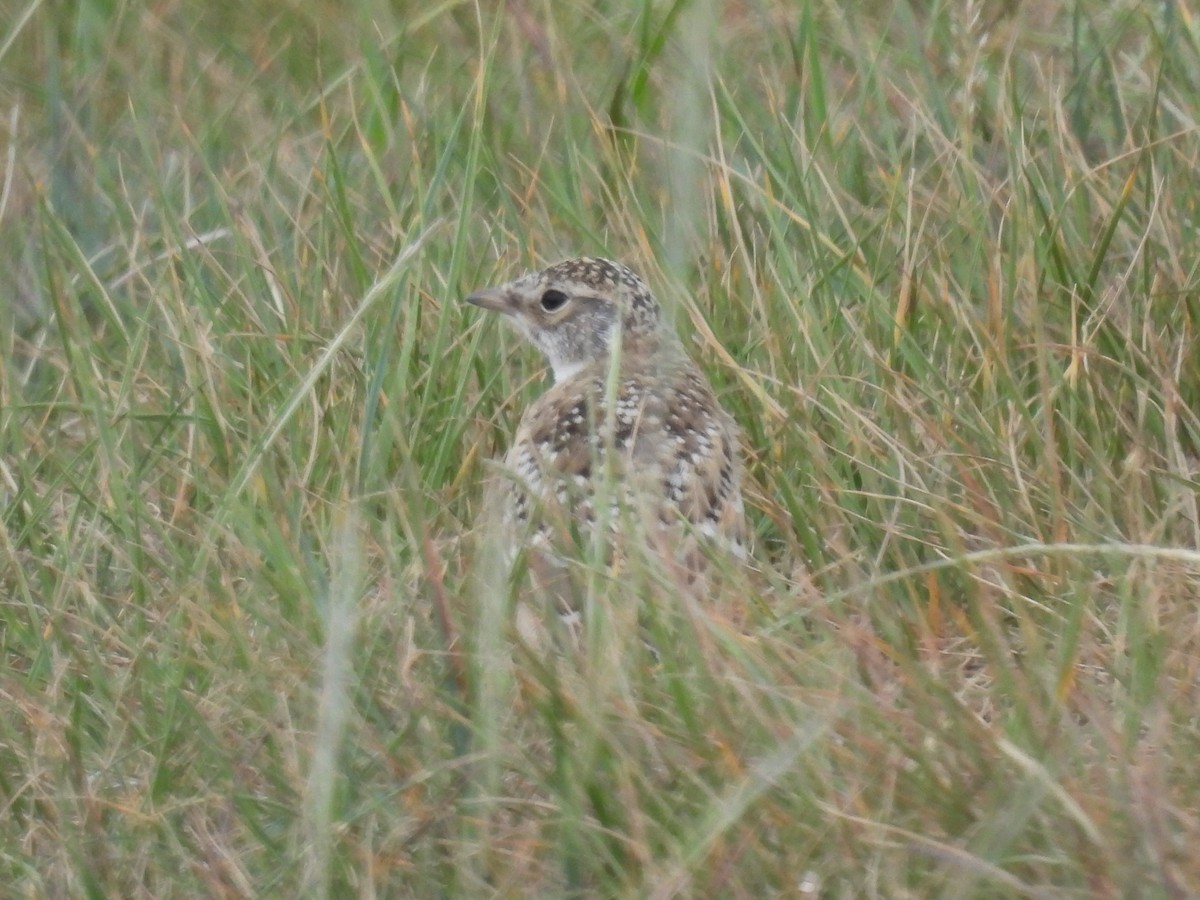 Horned Lark - ML620628513