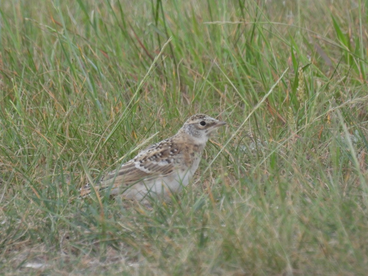 Horned Lark - ML620628514