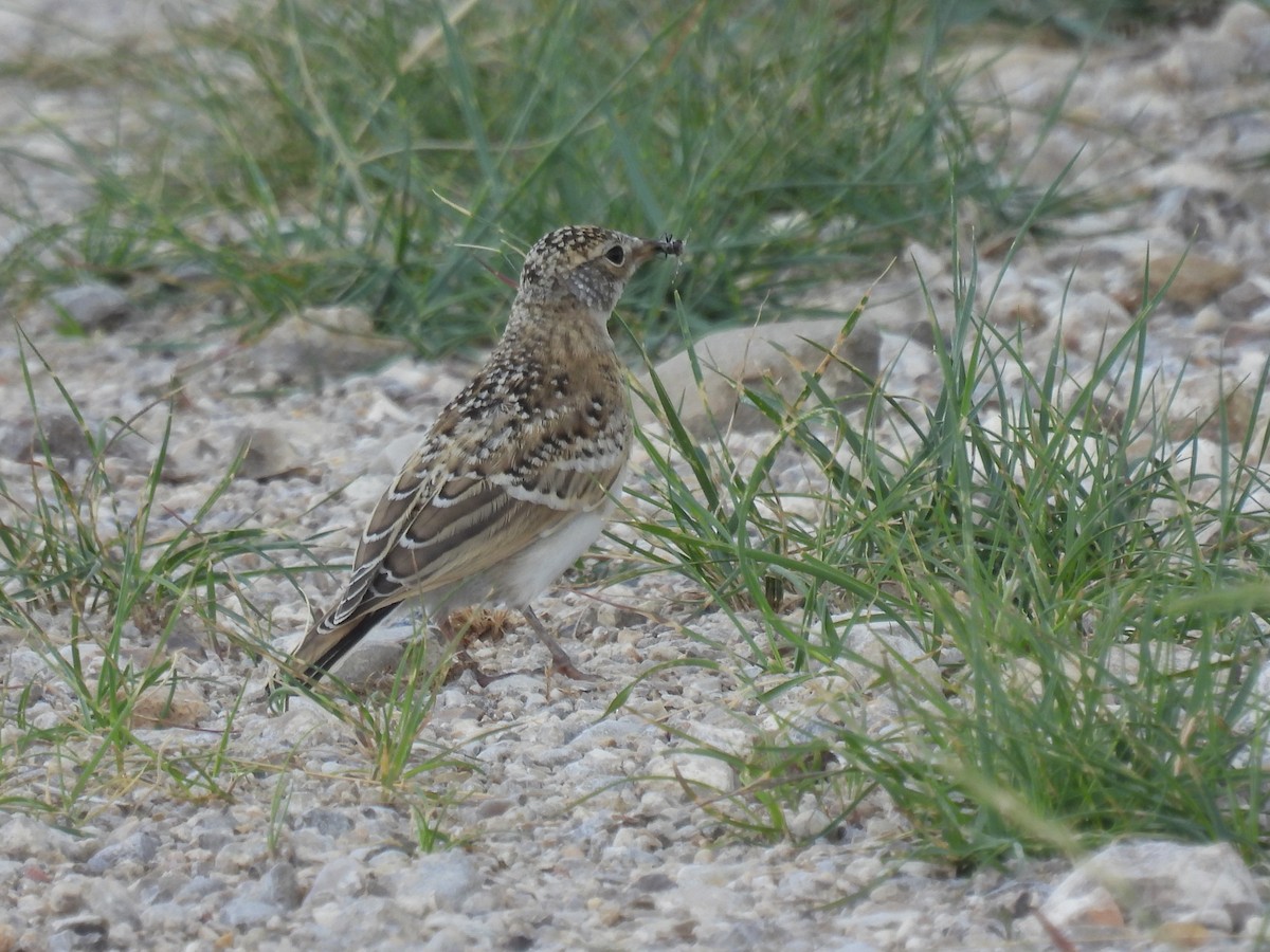 Horned Lark - ML620628518