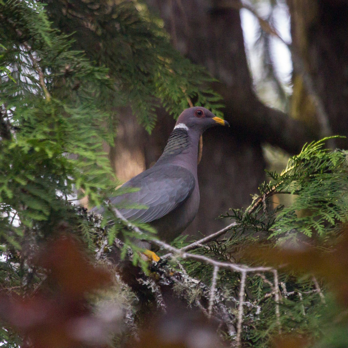 Band-tailed Pigeon - Rail Whisperer