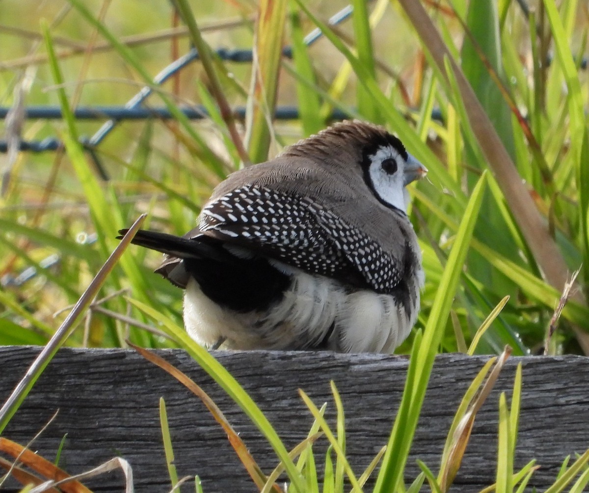 Double-barred Finch - ML620628520