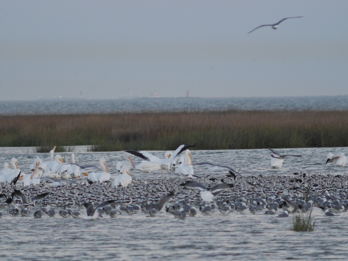 Avoceta Americana - ML620628521