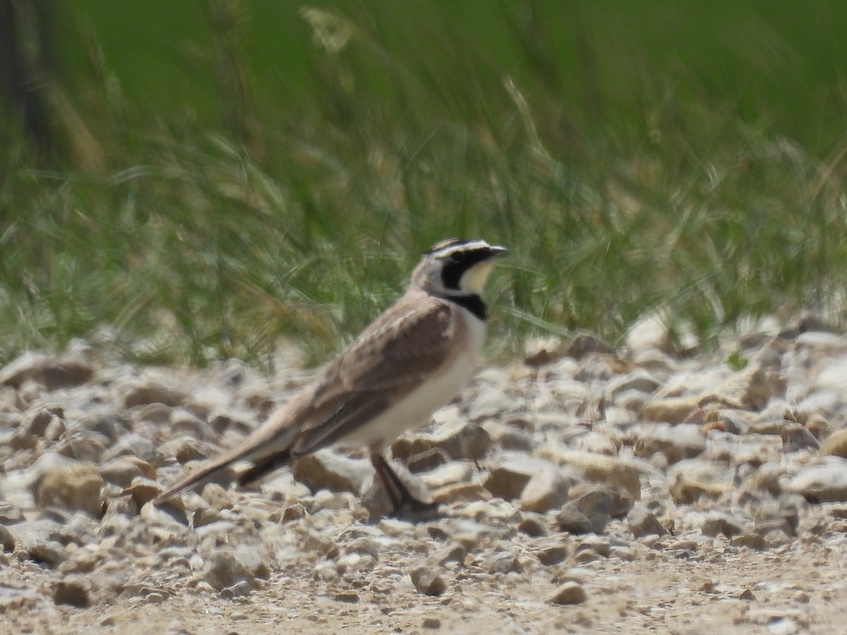 Horned Lark - ML620628524