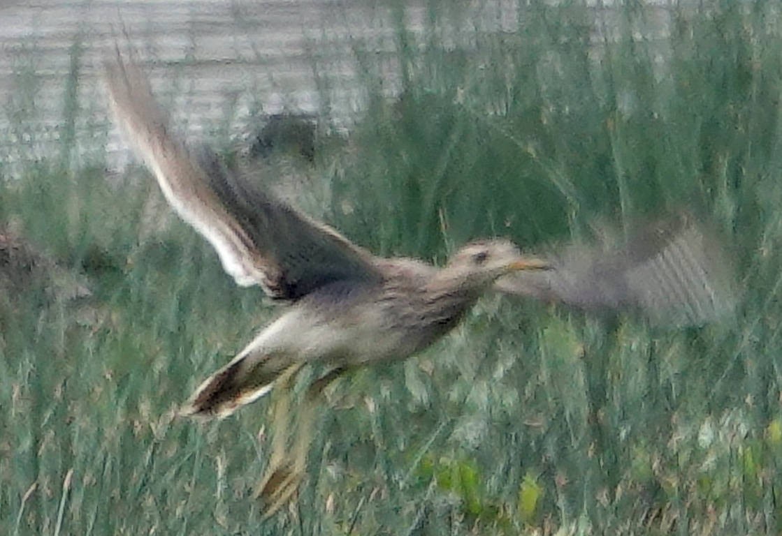 Upland Sandpiper - Doug Wassmer