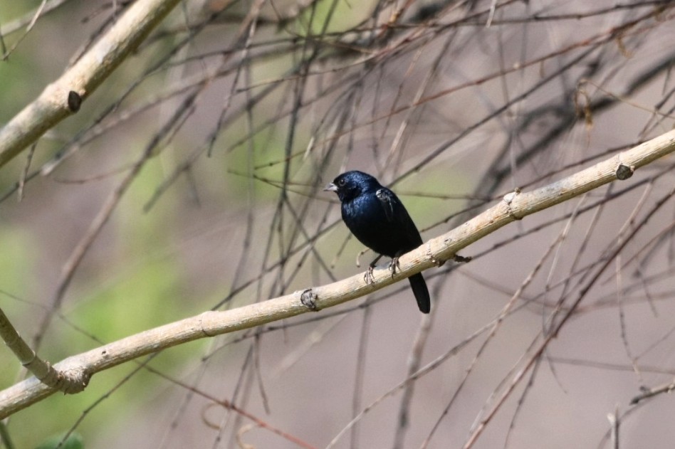 Blue-black Grassquit - ML620628527