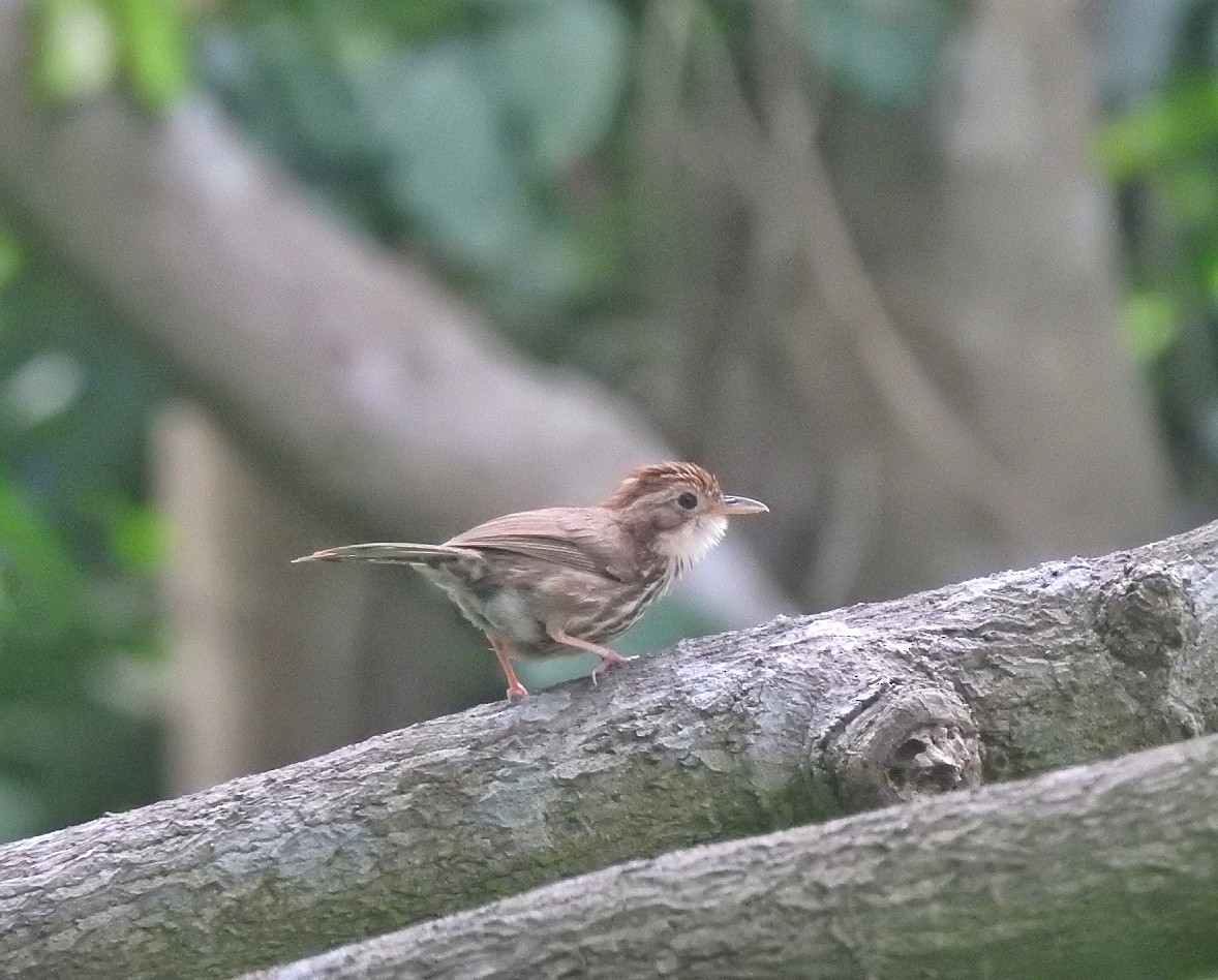 Puff-throated Babbler - ML620628528