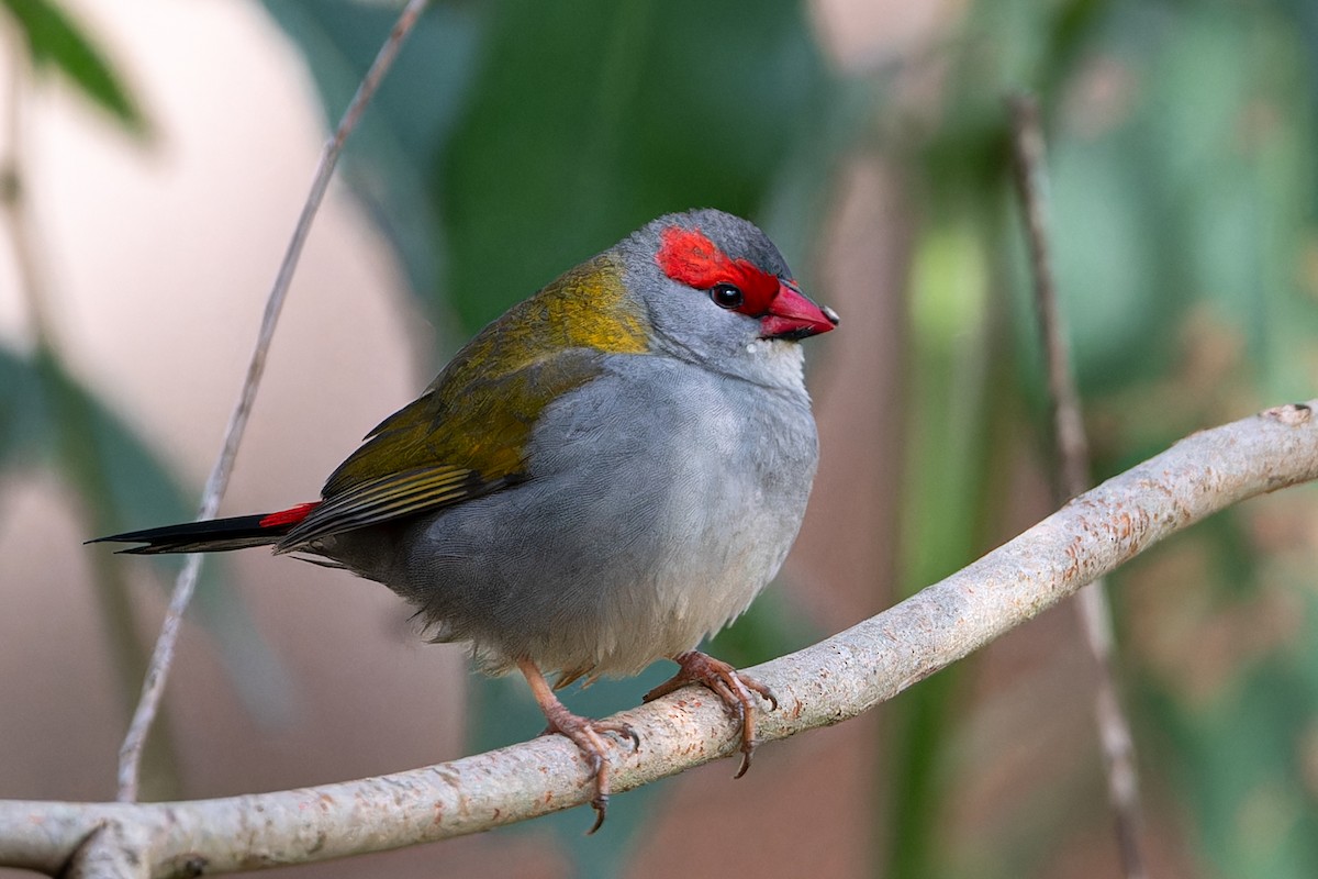 Red-browed Firetail - ML620628529