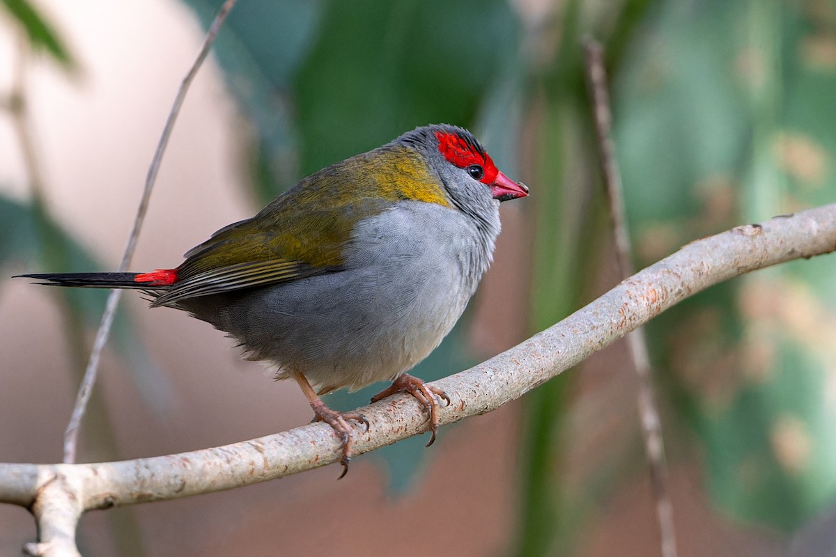 Red-browed Firetail - ML620628530