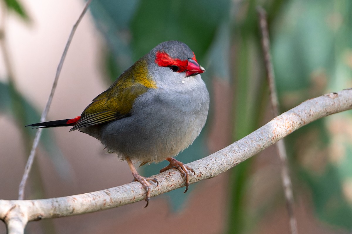 Red-browed Firetail - ML620628531