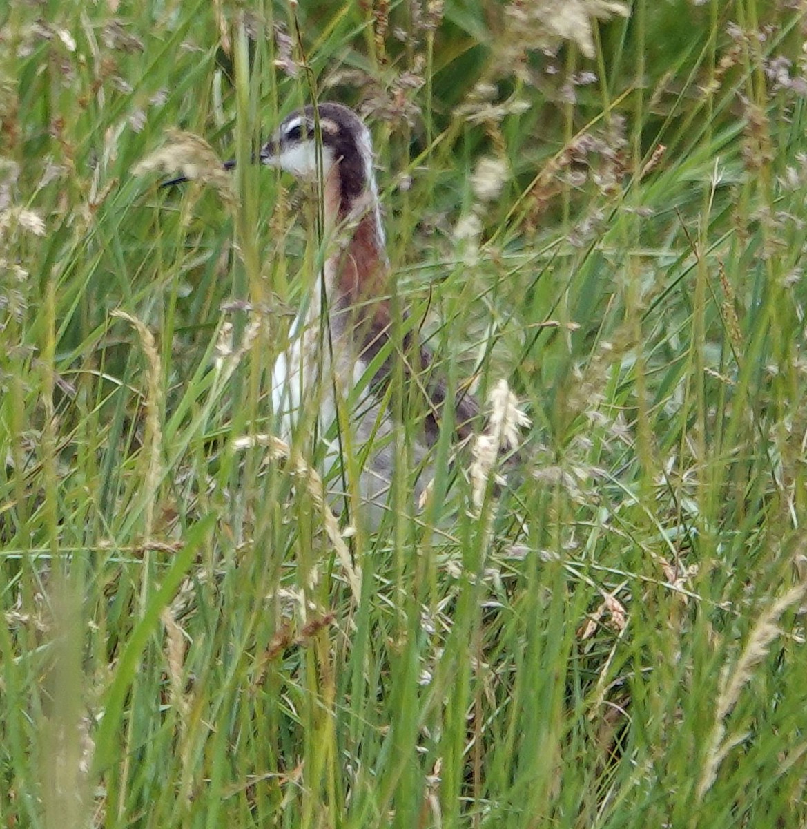 Wilson's Phalarope - ML620628533