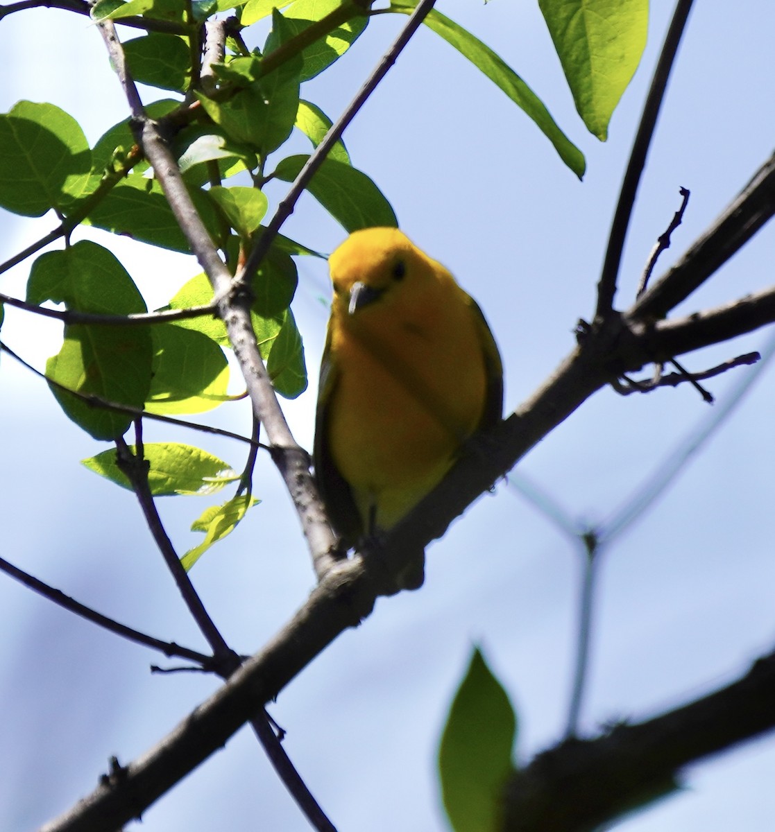 Prothonotary Warbler - ML620628535