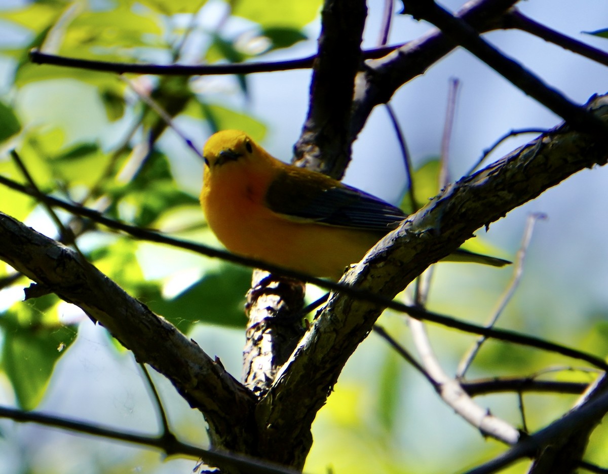 Prothonotary Warbler - ML620628536